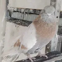 کبوتر نوک قنار