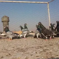 دسته پلاکی20تا