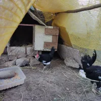 خروس گلین لری