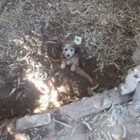 سگ باهوش خونگی اسمش هست جک