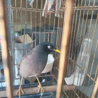 جوجه مینا سخنگو