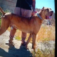 سگ گم شده|حیوانات|نیشابور, مازول|دیوار