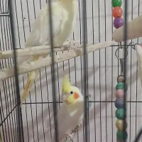 جفت عروس هلندی بالغ کار داده