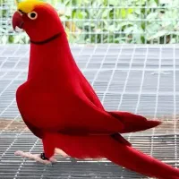 فروش انواع عروس هلندی و قناری