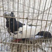 کفتر کبوتر پرنده  دم سیاه سبز آبادانی