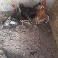 مرغ لاری و مرغ محلی تخم گزار|حیوانات مزرعه|رباط‌کریم, رباط‌کریم|دیوار