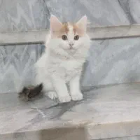 فروش گربه خانگی