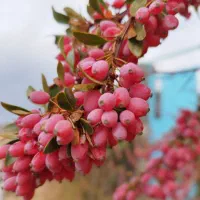 نهال رزشک فروشی