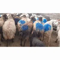 میش|حیوانات مزرعه|سلامی, |دیوار