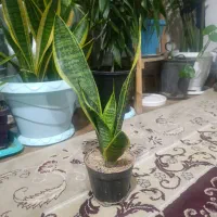 گل سانسوریا