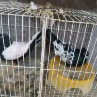 کبوتر رنگه به شرط تخم و جوجه|پرنده|گلبهار, شهر جدید گلبهار|دیوار