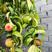 باغچه ۳۱۴ متری،دارای آب/۱ دقیقه ای جاده اصلی|فروش زمین و ملک کلنگی|شهریار, شهریار|دیوار