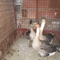 قو غاز آفریقایی|حیوانات مزرعه|رفسنجان, |دیوار