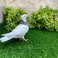 کبوترطوقی زرین و الماسی|پرنده|تهران, ایران|دیوار