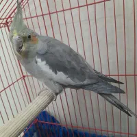 فوت بال دستی درحد نو قیمت ۶۵۰ تومان