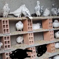 کبوتر تهرانی