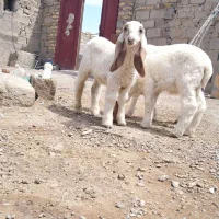 سه تا بره مری اصل دوقلو زاه
