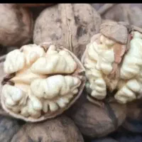 گردو درجه یک محلی