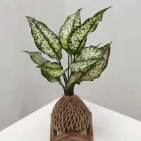 کوکداما و گل و گیاه طبیعی مناسب روز مادر