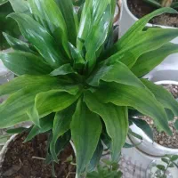 گلهای شاداب و سرحال