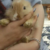 خرگوش