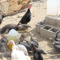 جوجه مرغ خروس بوقلمون برنز شاخداروگلین زینتی بیوتی|حیوانات مزرعه|اصفهان, باغ زیار|دیوار