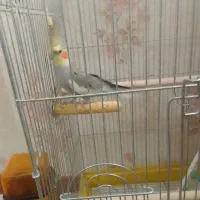 عروس هلندی نر سخنگو|پرنده|همدان, |دیوار