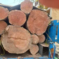 برش و هرس درخت های خشک و فرسوده  خریدار چوب|خدمات باغبانی و درختکاری|تهران, خاوران|دیوار