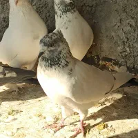 7 عدد کفتر پرشی مطمئن|پرنده|اصفهان, ارغوانیه|دیوار