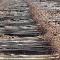 نهالستان فروش نهال گردو صنوبر بادام