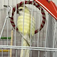 طوطی راهب گمشده مژدگانی|حیوانات|تربتحیدریه, مظفریه|دیوار