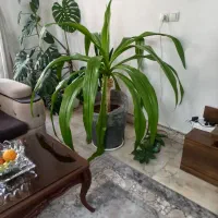 گل طبیعی ( سوسن عنکبوتی یا ذرتی)