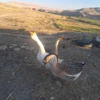 قو غاز|حیوانات مزرعه|سرپل ذهاب, |دیوار