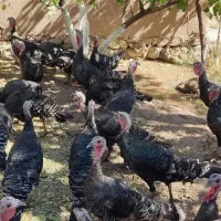 بوقلمون برنز سرحال|حیوانات مزرعه|سرخه حصار, |دیوار