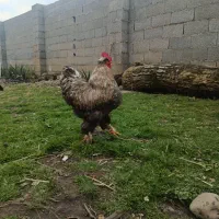 خروس برهما جوان سنگین وزن واکسینه