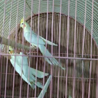 جوجه عروس هلندی