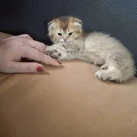 پیشی اسکاتیش فولد نر ۲ ماهه