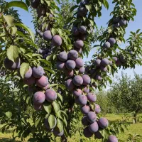 نهاــل آلو کالیفرنیا  پرمحصول بازارپسند و سودآور