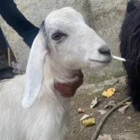 بزغاله|حیوانات مزرعه|شاندرمن, |دیوار