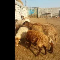 هفت عدد گوسفند|حیوانات مزرعه|اردبیل, |دیوار