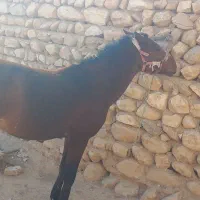 سلام اسبدرهشورینژادداروبسیارخوبوسرحالوجوان