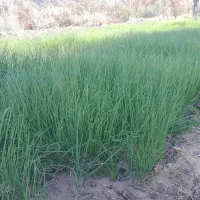 نشا پیاز تشون،تیم پیاز|خدمات باغبانی و درختکاری|بهبهان, |دیوار