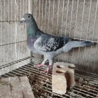 پرنده مسافتی نر
