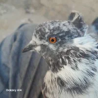 کفتر پرشی کلهای ماده