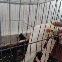 عروس هلندی کاملا دستی و آواز خوان|پرنده|مینودشت, |دیوار