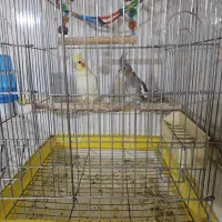 ۲ جفت عروس هلندی بالغ خونگی