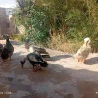 4تا قاز تخم گذاردو تا نر دوتا ماده دونه یک میلیون