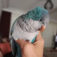 پرنده گم شده ، طوطی سبز و آبی من کپل