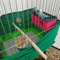 مرغ عشق سرحال