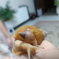 حلزون تخم گذار
